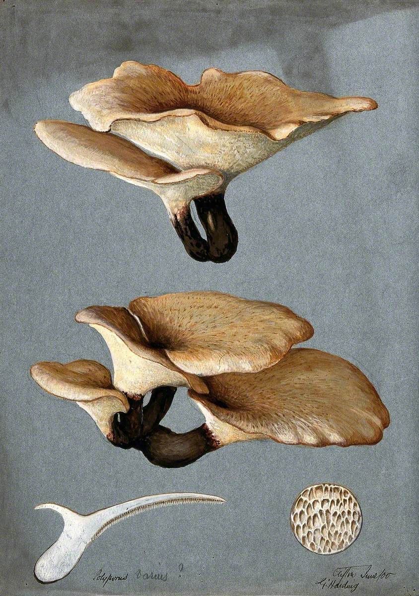 A Bracket Fungus (Polyporus Varius): Groups of Fruiting Bodies with One Sectioned