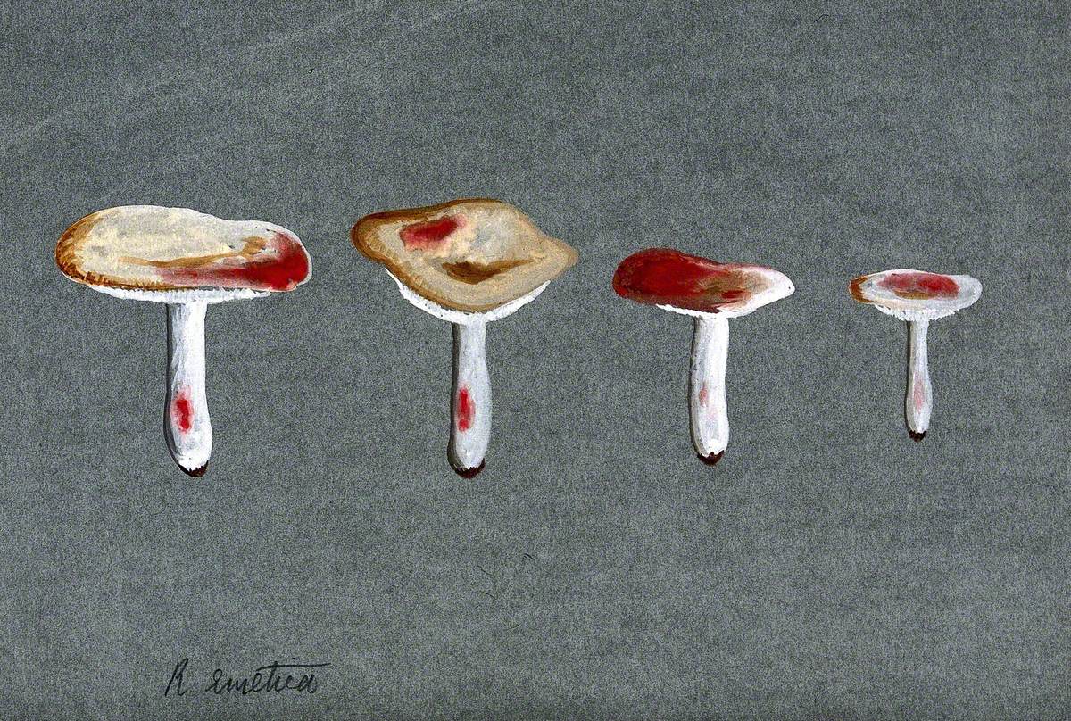 The Sickener Fungus (Russula Emetica): Four Fruiting Bodies