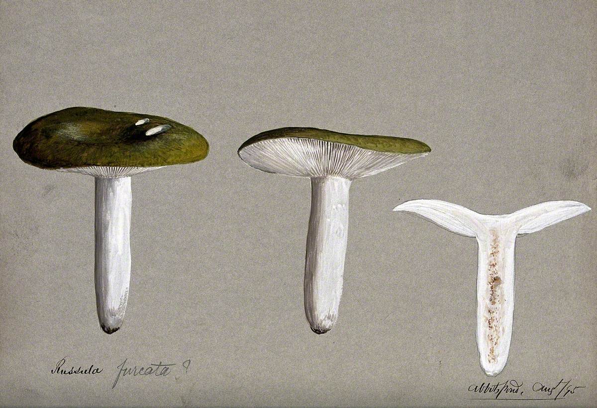 A Fungus (Russula Species): Three Fruiting Bodies, One Sectioned