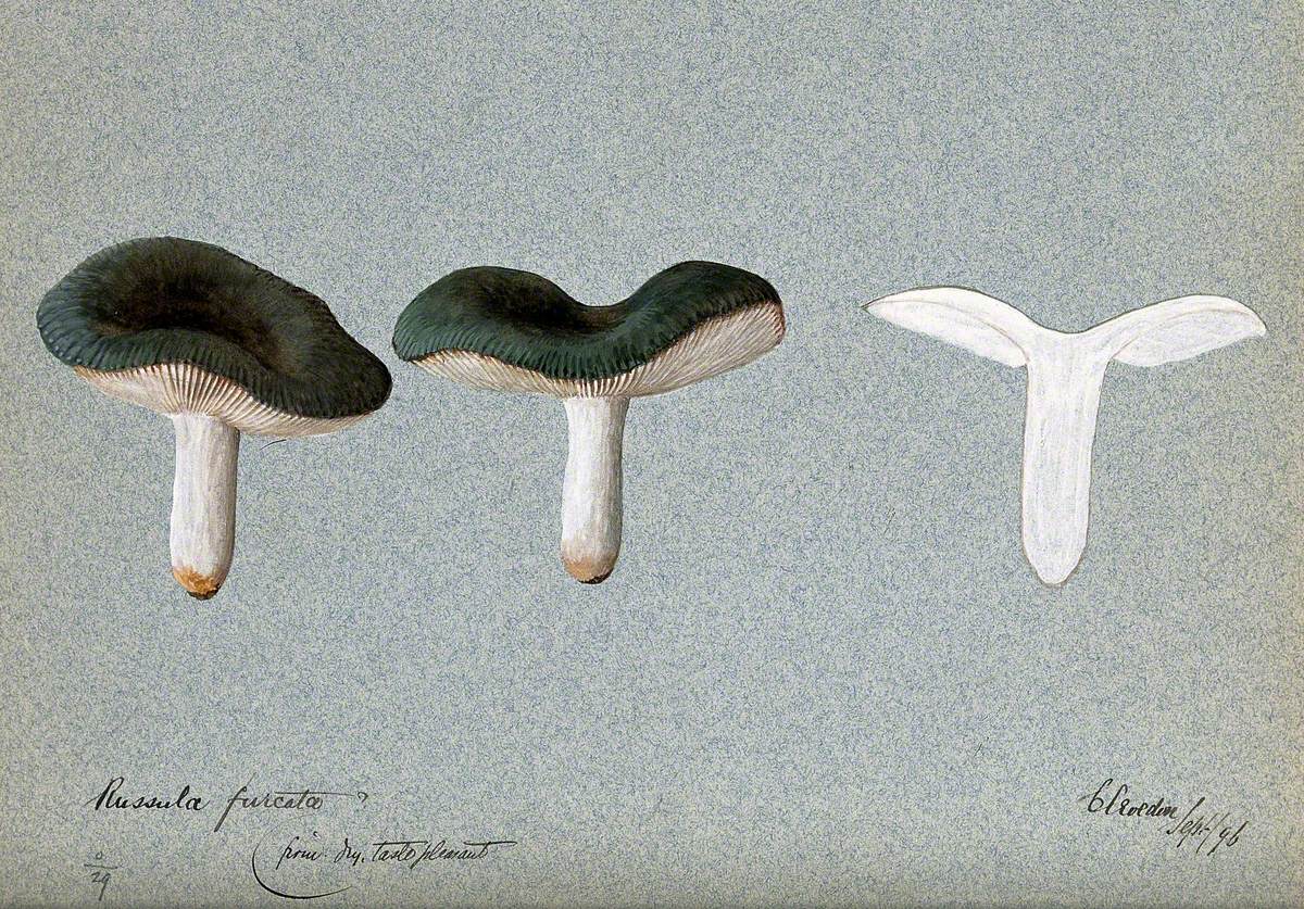 A Fungus (Russula Species): Three Fruiting Bodies, One Sectioned