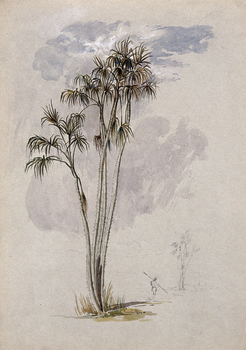 A Palm Tree (Mauritiella armata; Mart.; Burret) in Guyana with a Man and Smaller Palm in the Distance