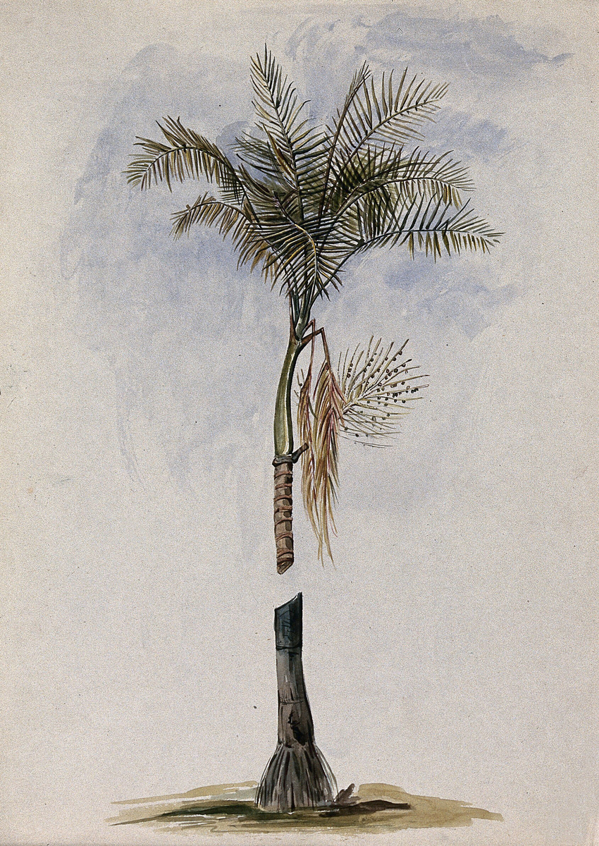 A Palm (Euterpe species) in Guyana: Crown of Leaves, Fruit and Stem Base