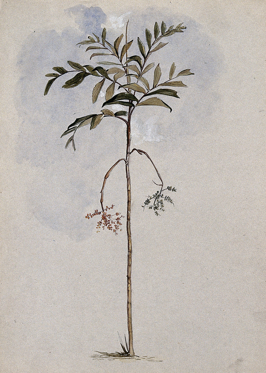 A Palm Tree (Iriartella setigera; Mart.; H. Wendl.) in Fruit in Guyana