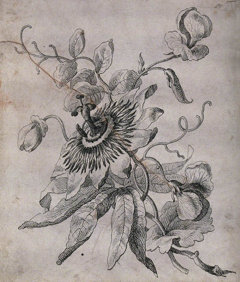 Passion Flower (Passiflora Species): Twining Stem with Flowers and Fruit