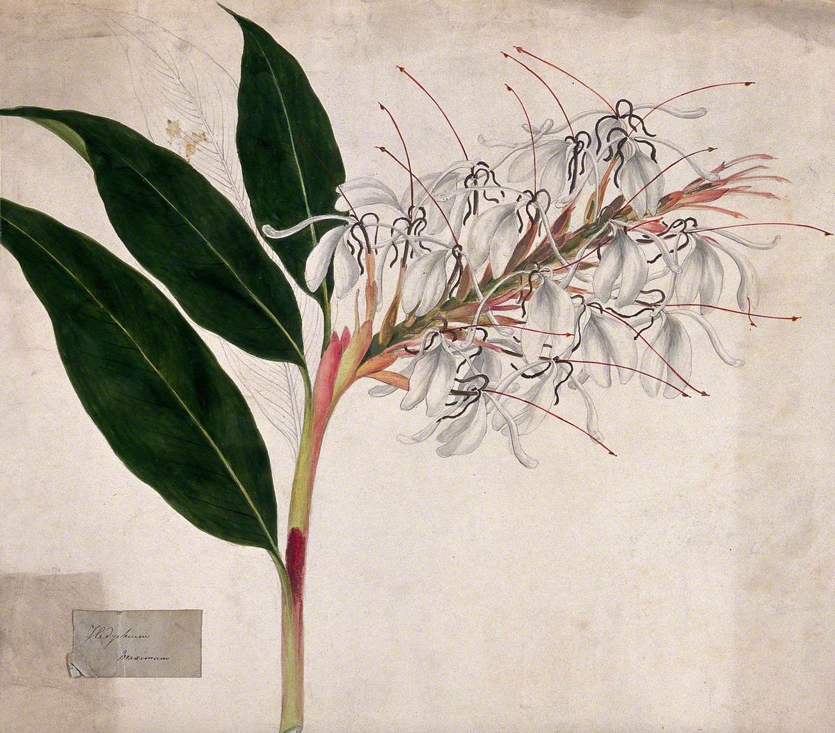 Ginger Lily (Hedychium Maximum): Flowering Stem