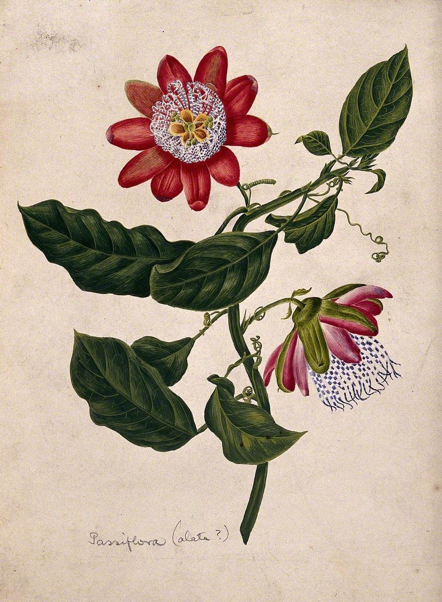 Passion Flower (Passiflora Species): Flowering Stem