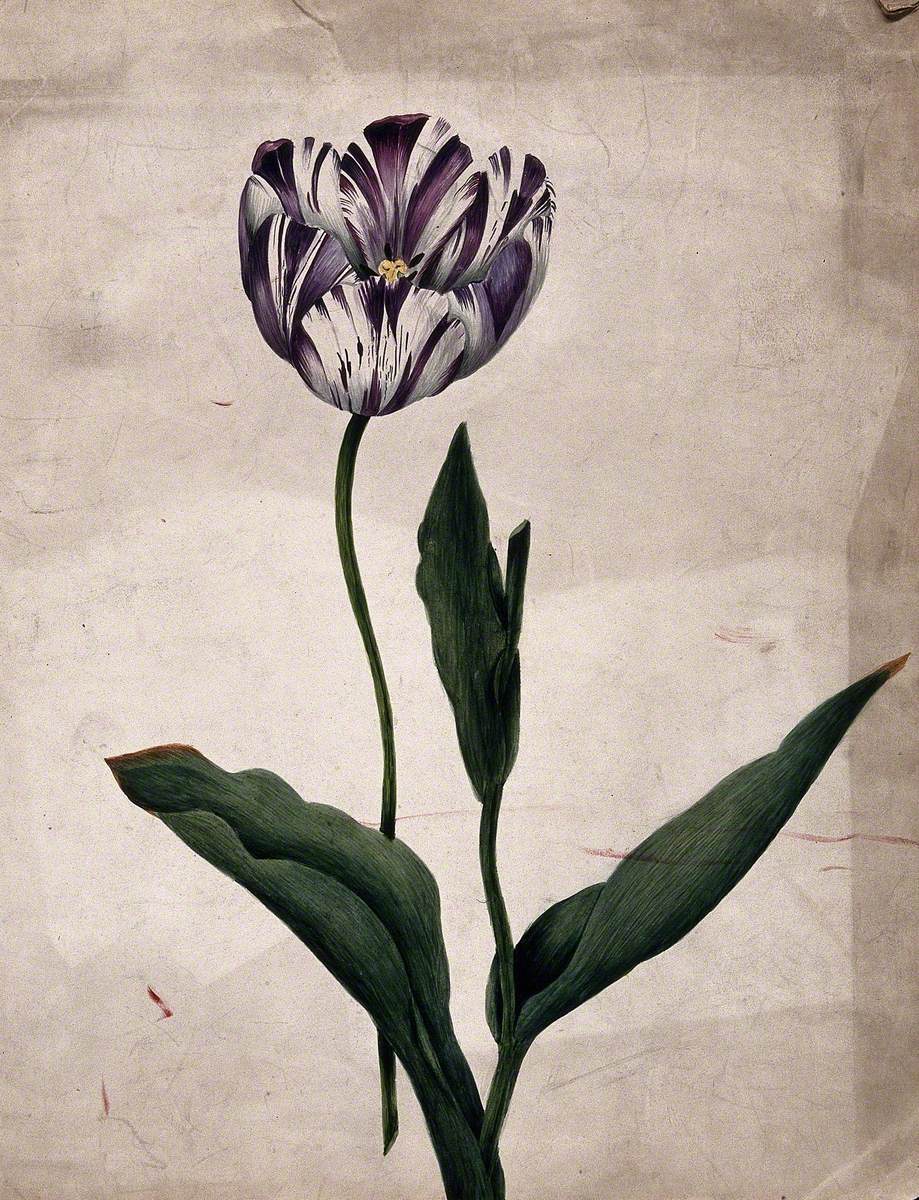 Purple Striped Tulip (Tulipa Species): Flower and Leaves