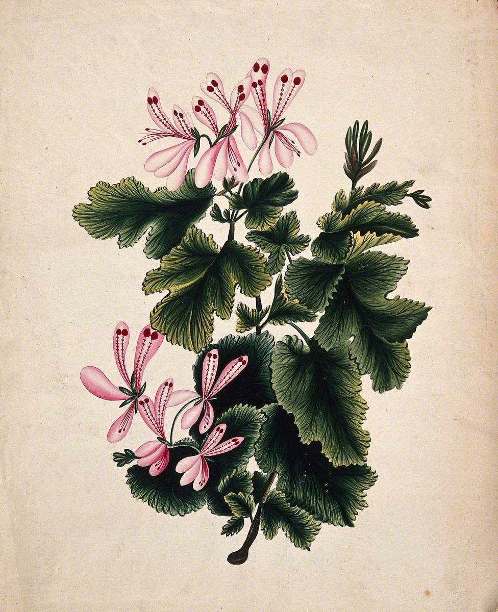 An Ornamental Geranium (Geranium Species): Flowering Stem