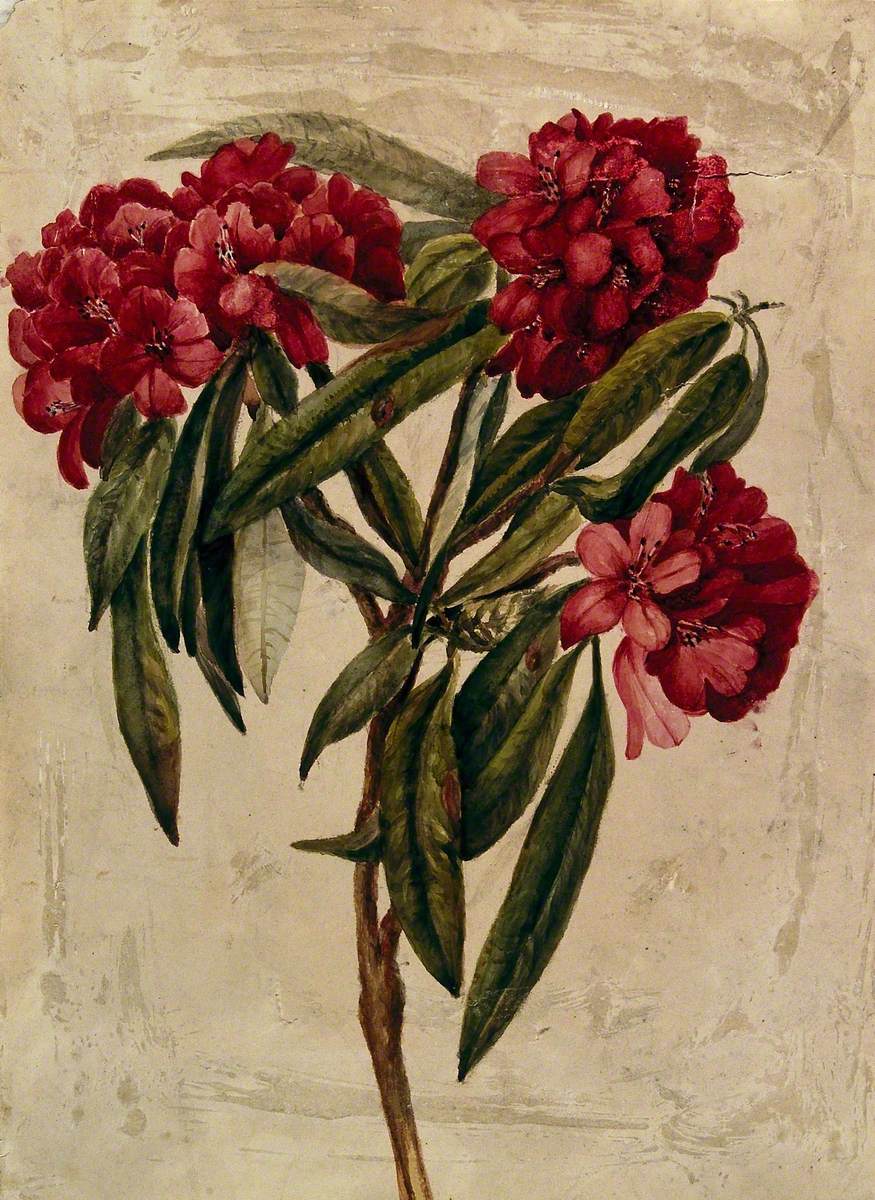 A Flowering Branch of Rhododendron