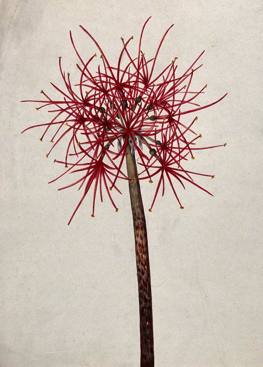 A Flower Head, Possibly of an Allium Species