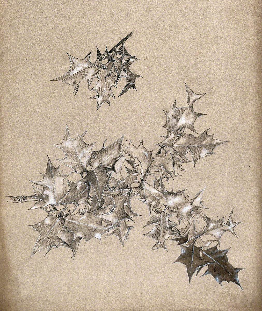 Two Sprigs of Holly (Ilex Species) with Leaves Only