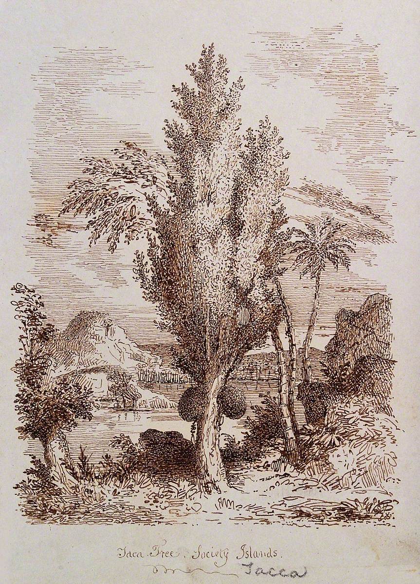 Jak Tree (Artocarpus Heterophyllus) with Fruit in the Society Islands