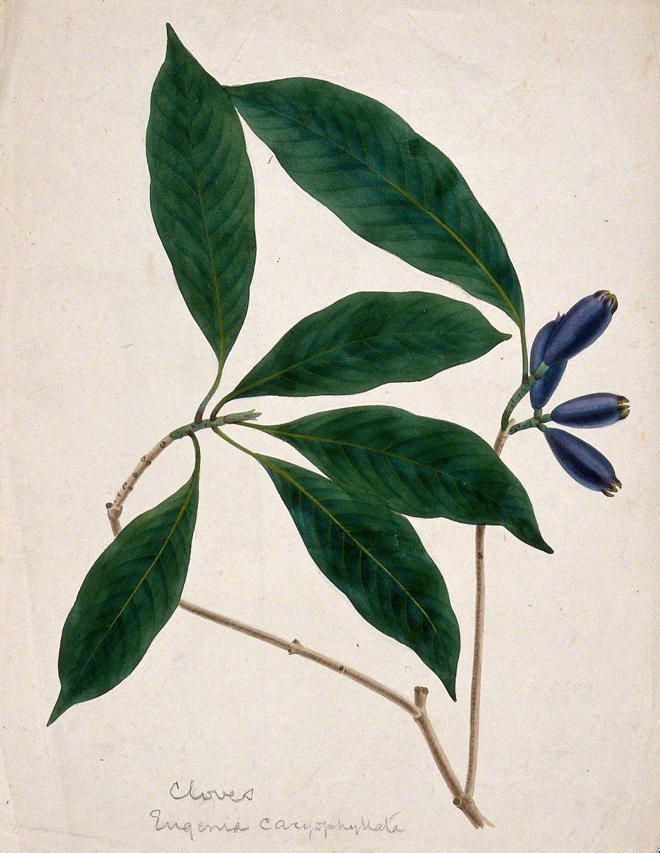 Clove Plant (Syzygium Aromaticum): Stem with Flower Buds