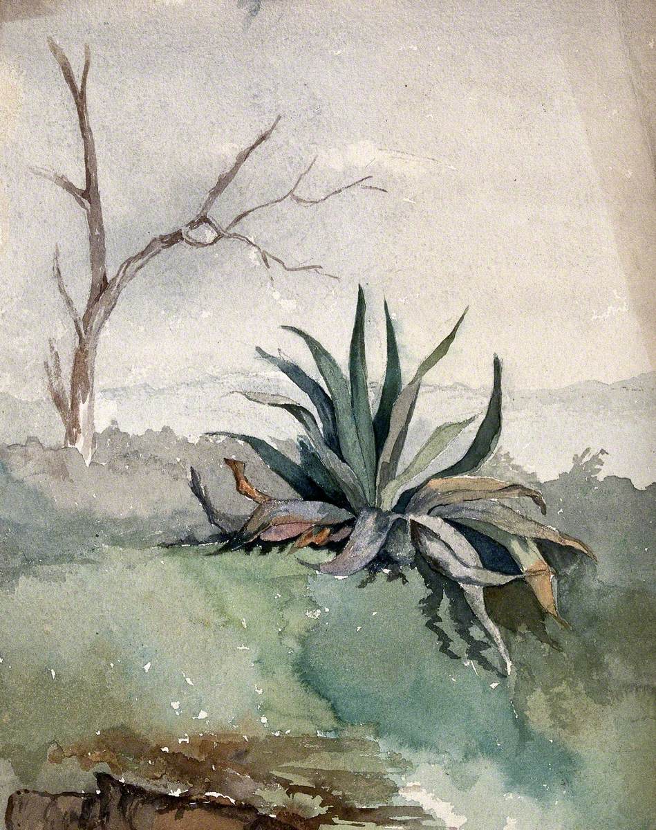 An Agave Plant