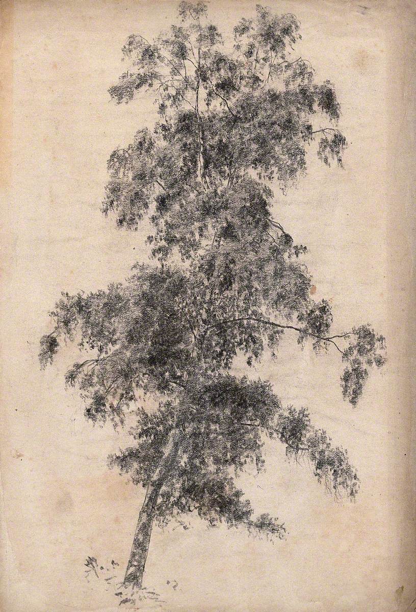 A Tree, Possibly Silver Birch (Betula Pendula)