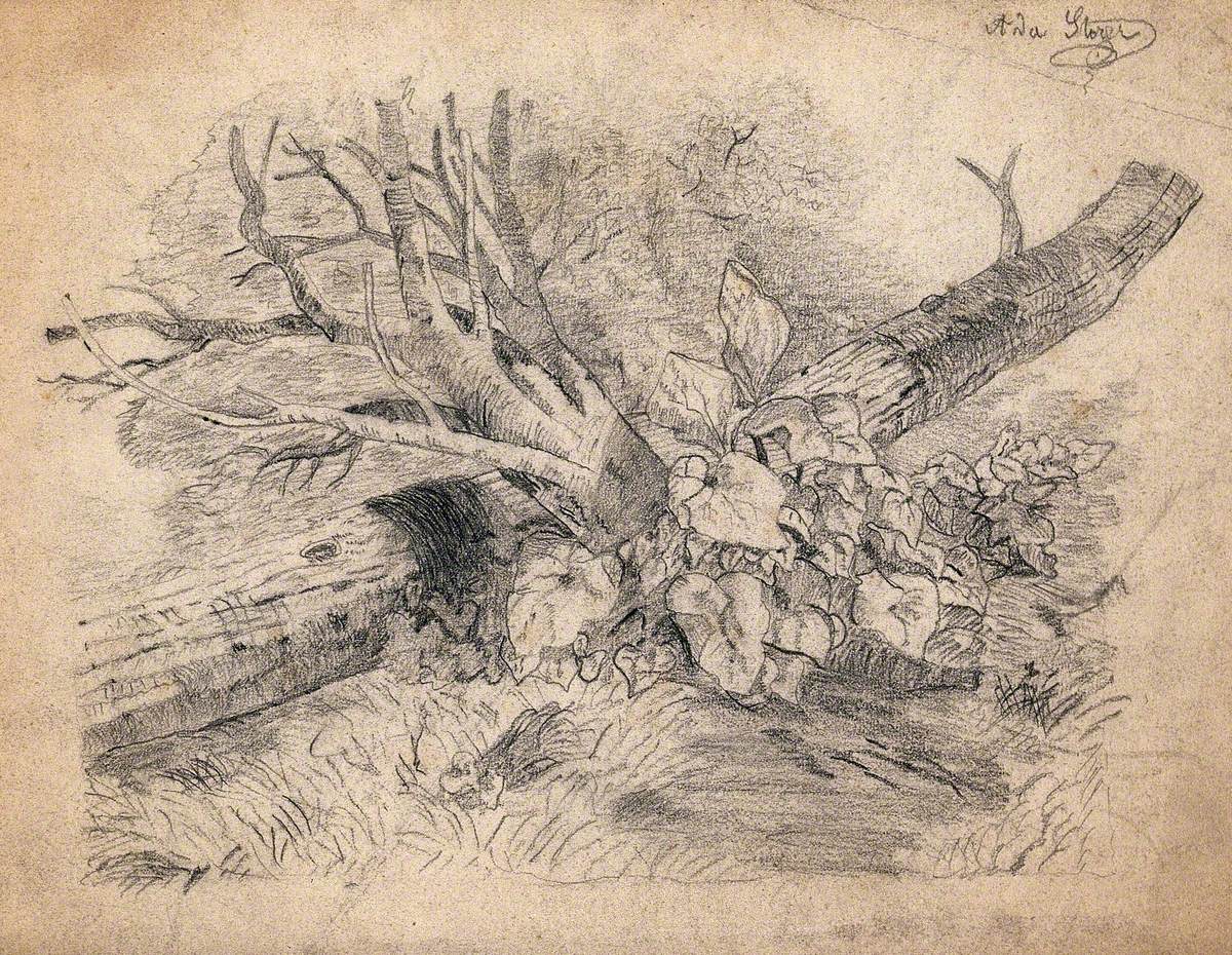 Plants Growing by a Fallen Tree | Art UK