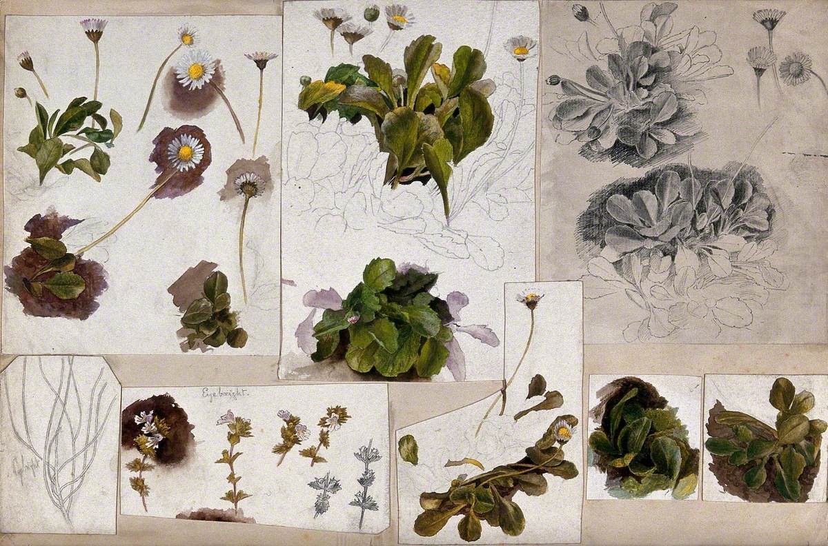 Daisies (Bellis Species) and Eyebrights (Euphrasia Species): Various Illustrations of Leaves, Stems and Flowers