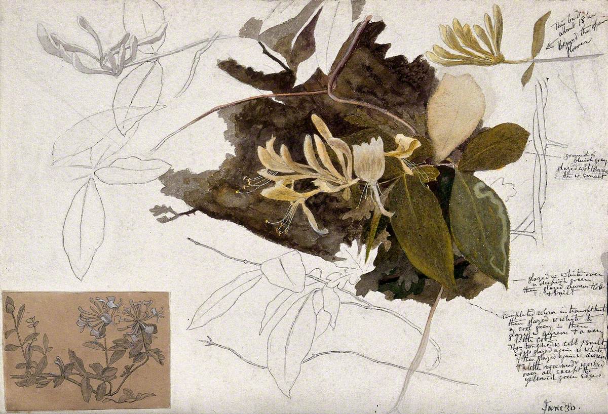 Honeysuckle (Lonicera Species): Plant with Labels to Describe the Colouring Technique