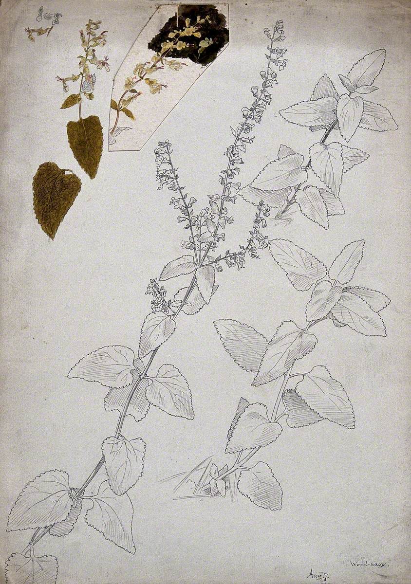 Wood Sage (Teucrium Scorodonia): Flowering Stems and Floral Segments