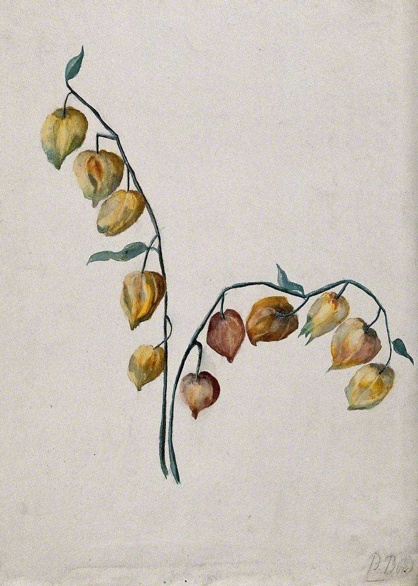 Chinese Lantern (Physalis Alkekengi): Fruiting Stem