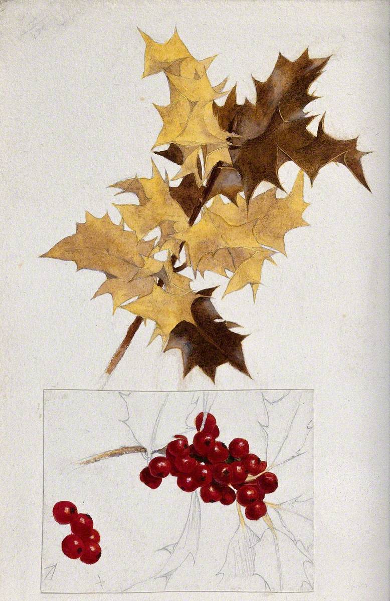 Holly (Ilex Aquifolium): Leaves and Berries