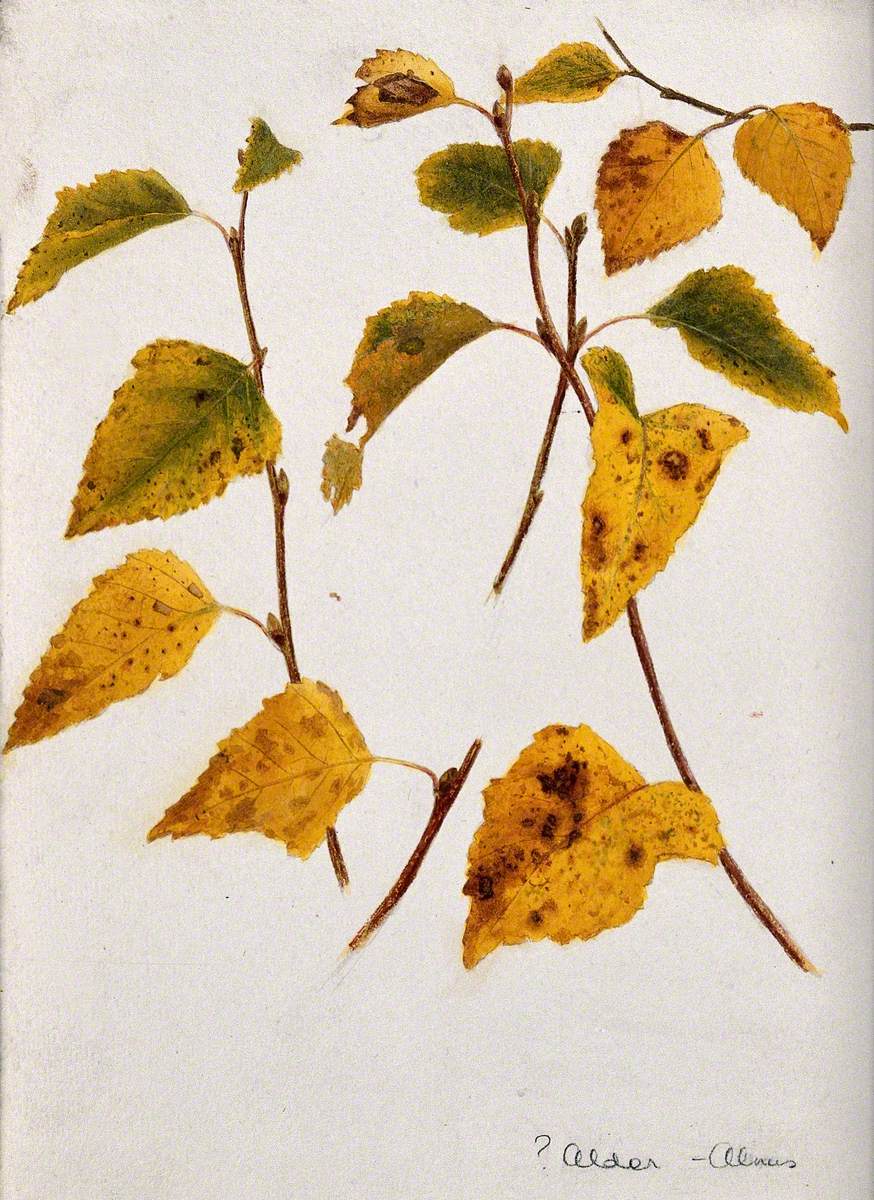 Autumn Leaves of Alder (Alnus Species)