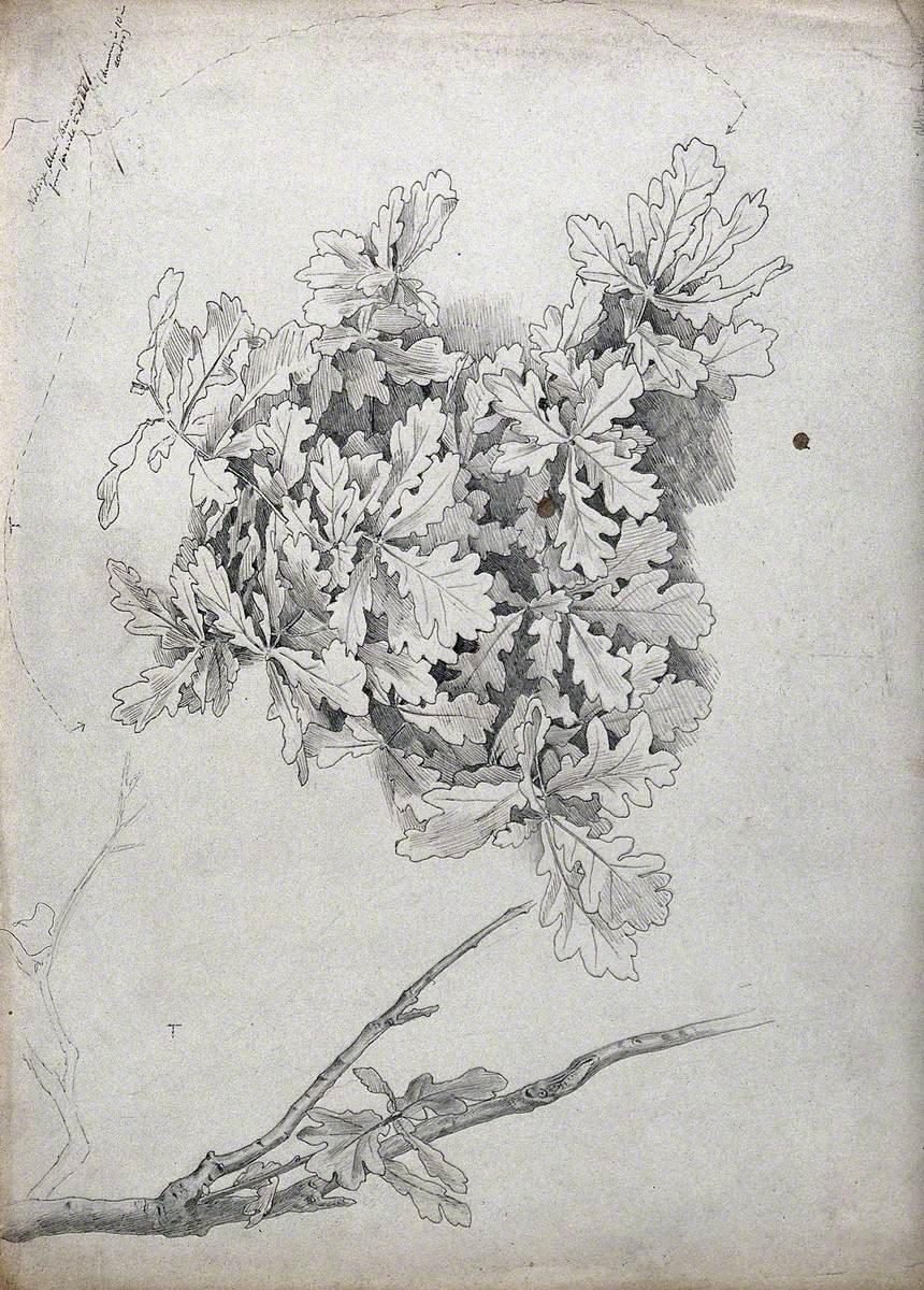 Oak (Quercus Species): Leaves and Stem, with a Size Scale