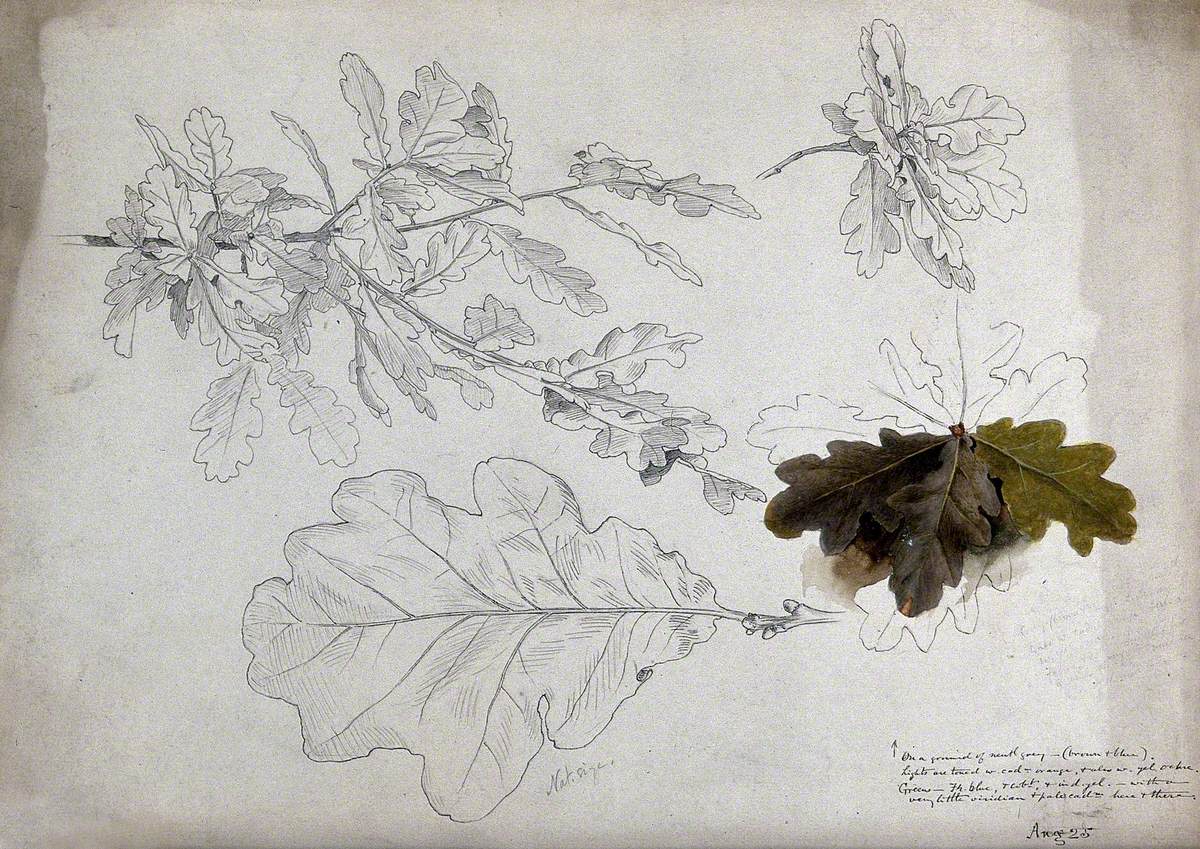 Oak (Quercus Species): Leaves and Twigs