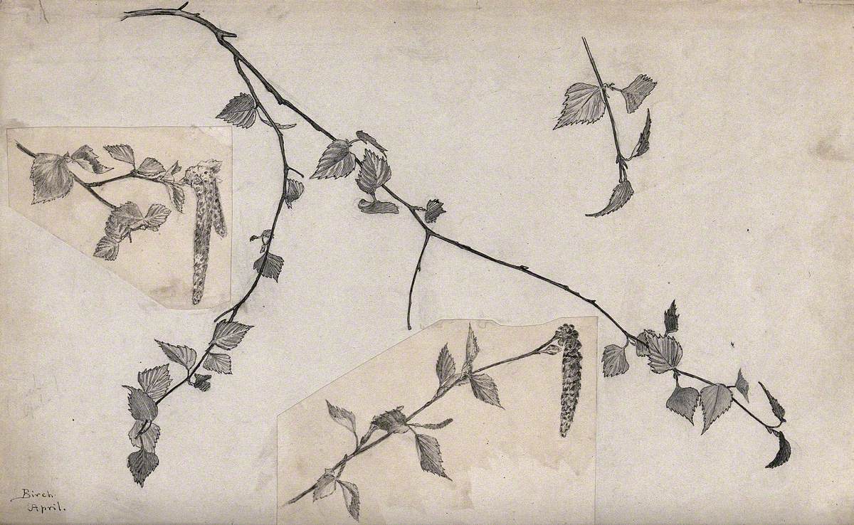 Birch (Betula Species): Twigs and Catkins