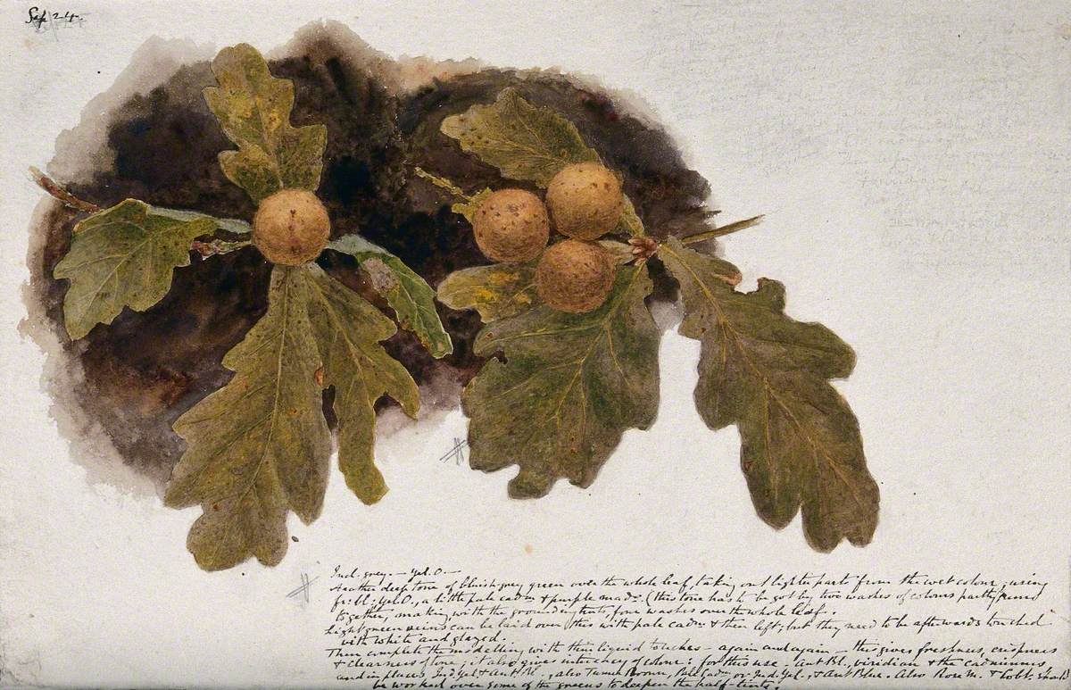 Oak Leaves with Four Oak Apples