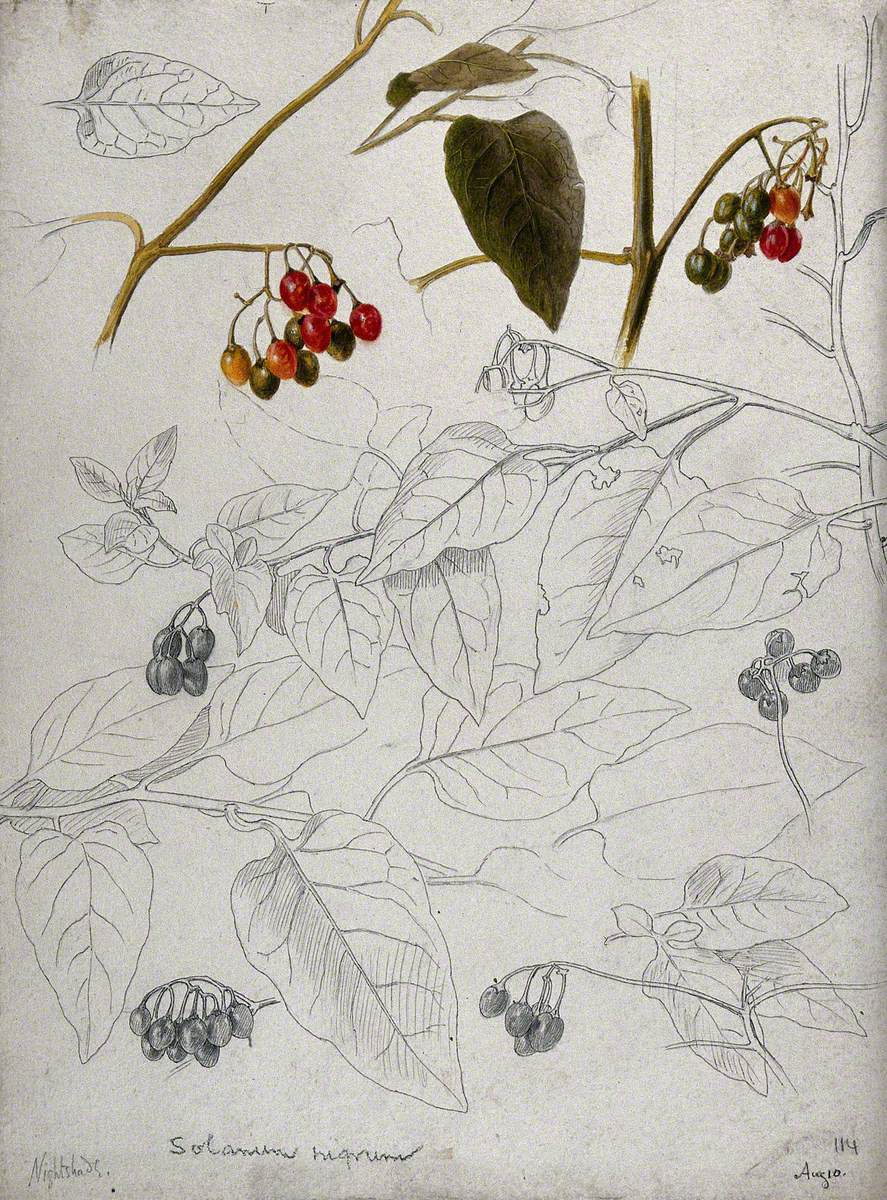 Black Nightshade (Solanum Nigrum): Leaves and Fruits