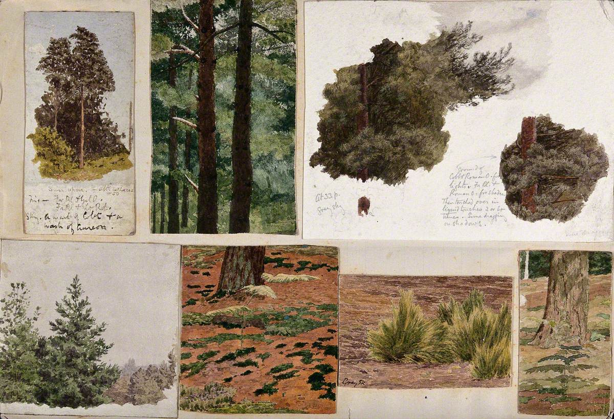 Various Studies of Light on Trees