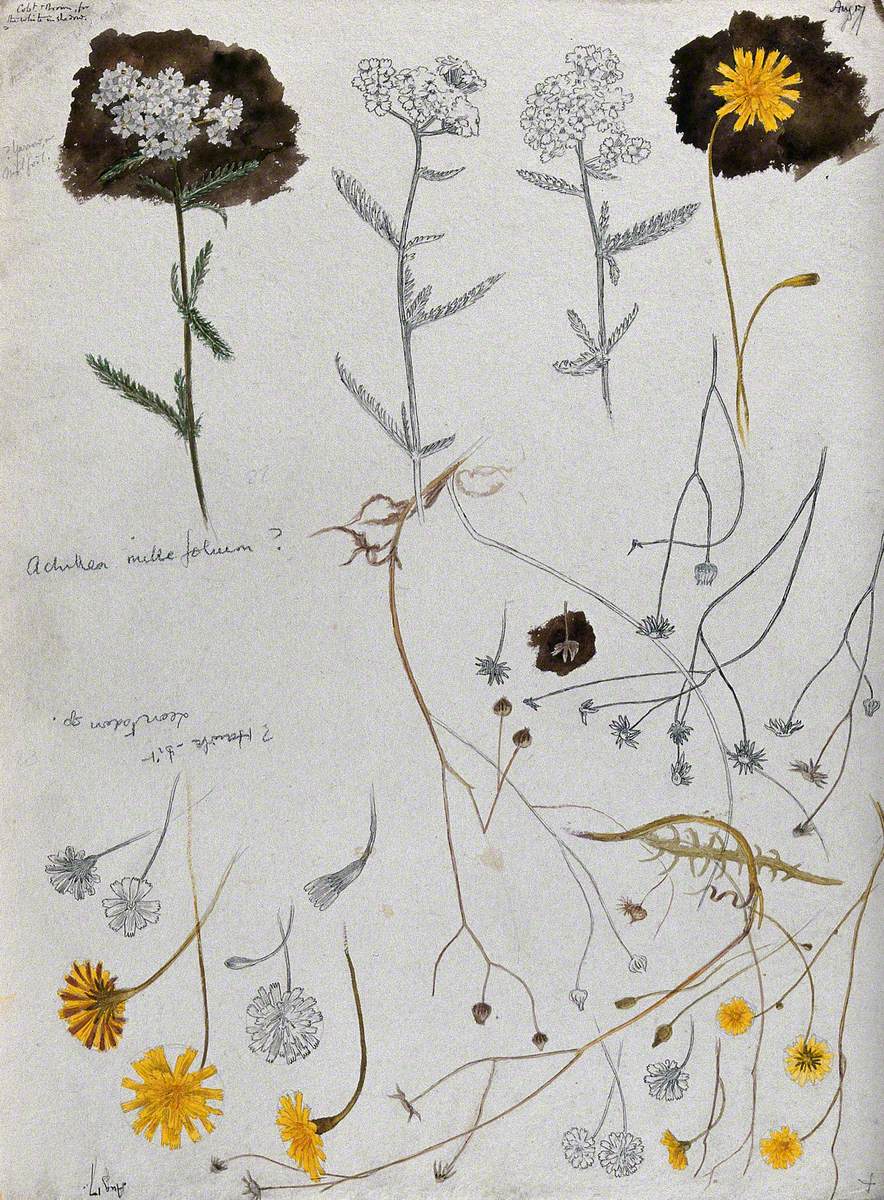 Various Flower Heads of Yarrow (Achillea Millefolium) and Hawkbit (Leontodon Species)