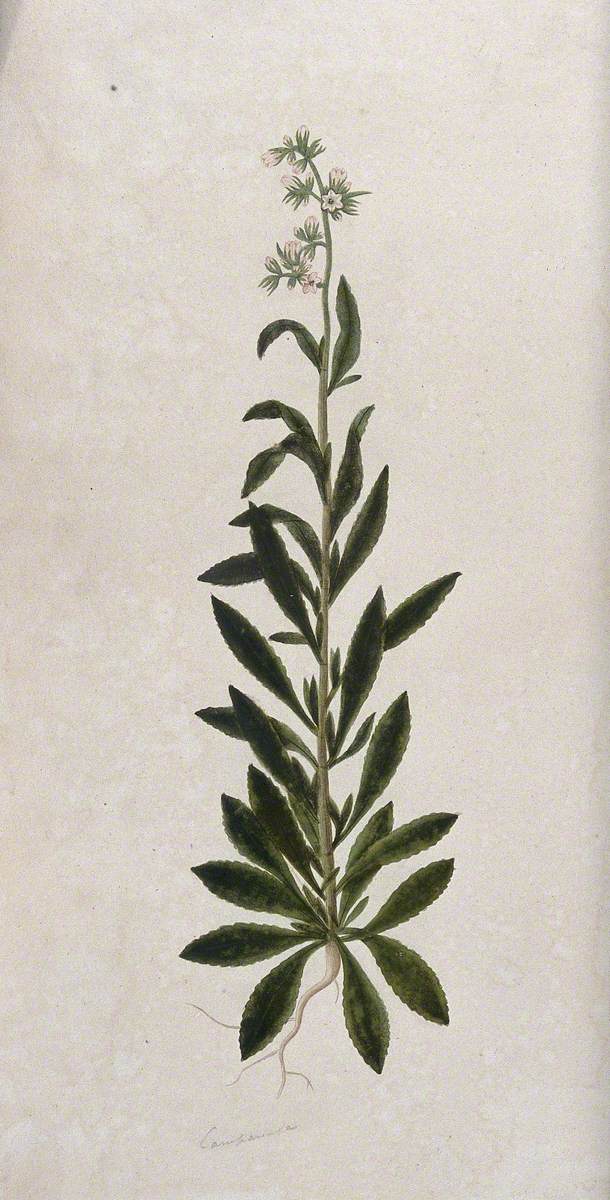 A Bellflower (Campanula Species): Entire Flowering Plant