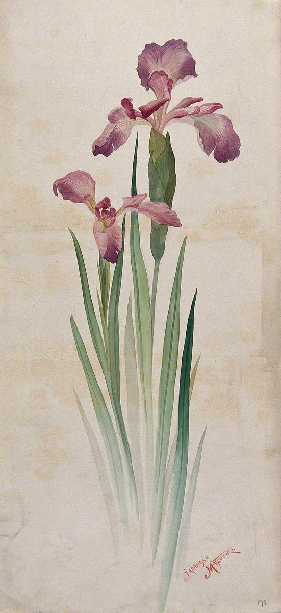 Japanese Matsuzaki Iris (Iris Kaempferi Cv): Mauve Flowers and Leaves | Art  UK