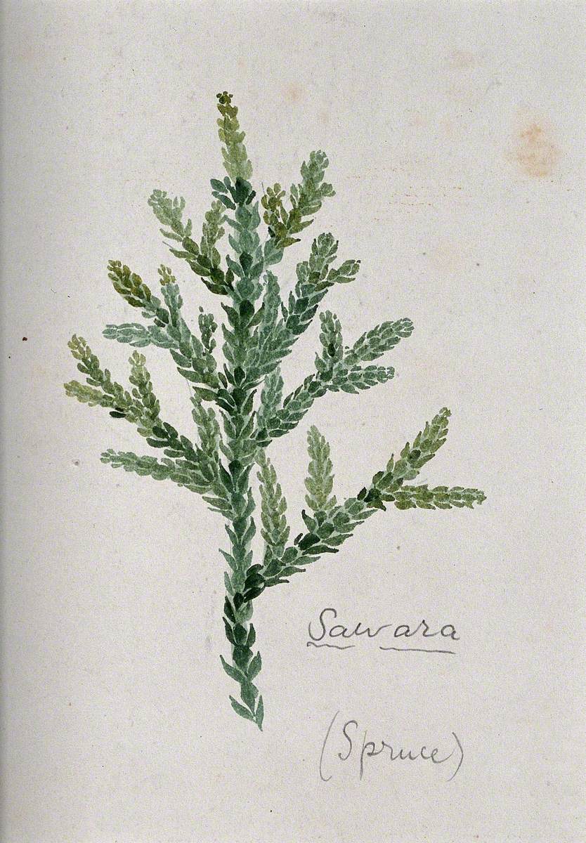 Sawara Cypress (Chamaecyparis Pisifera): Branch with Leaves