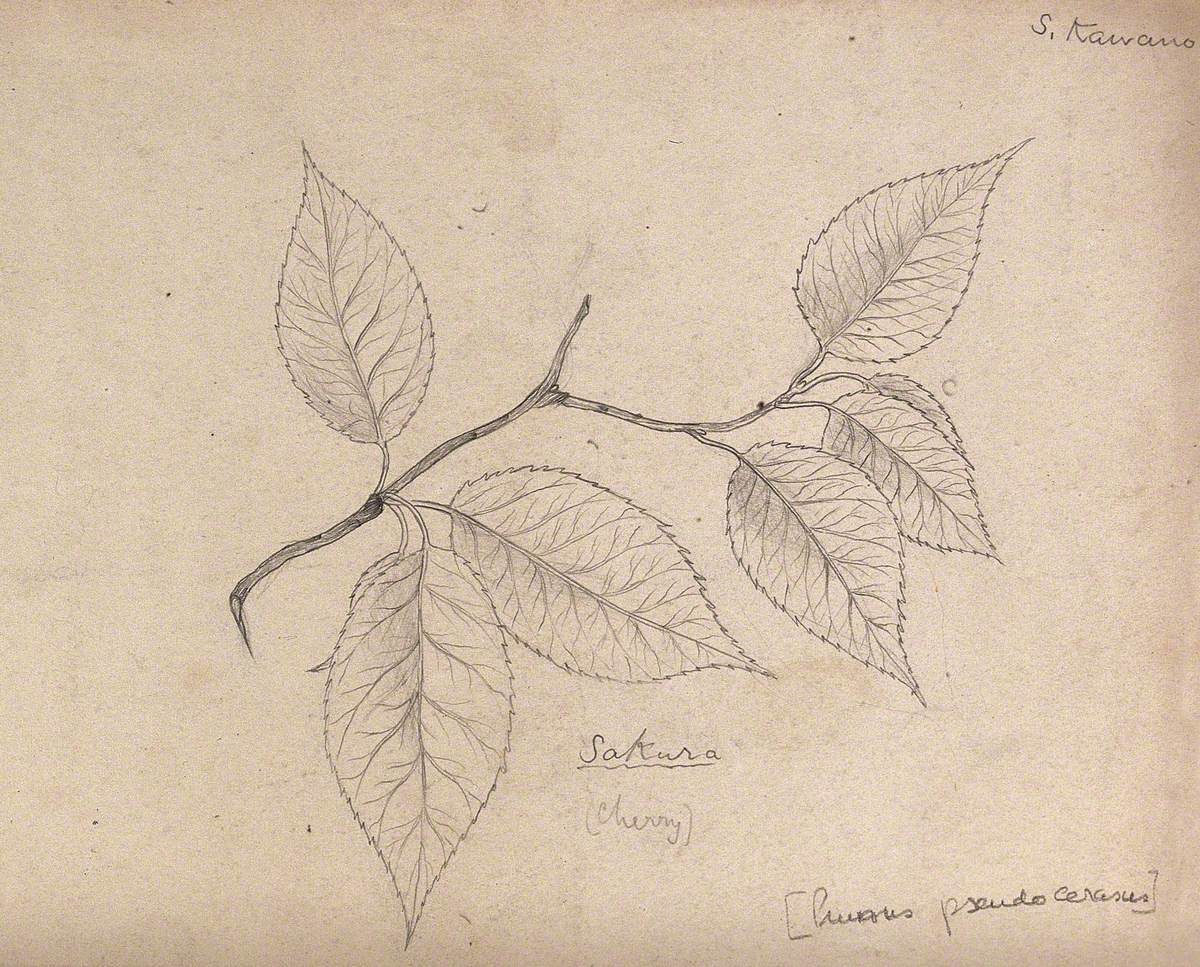 A Cherry (Prunus Paniculata): Branch with Leaves