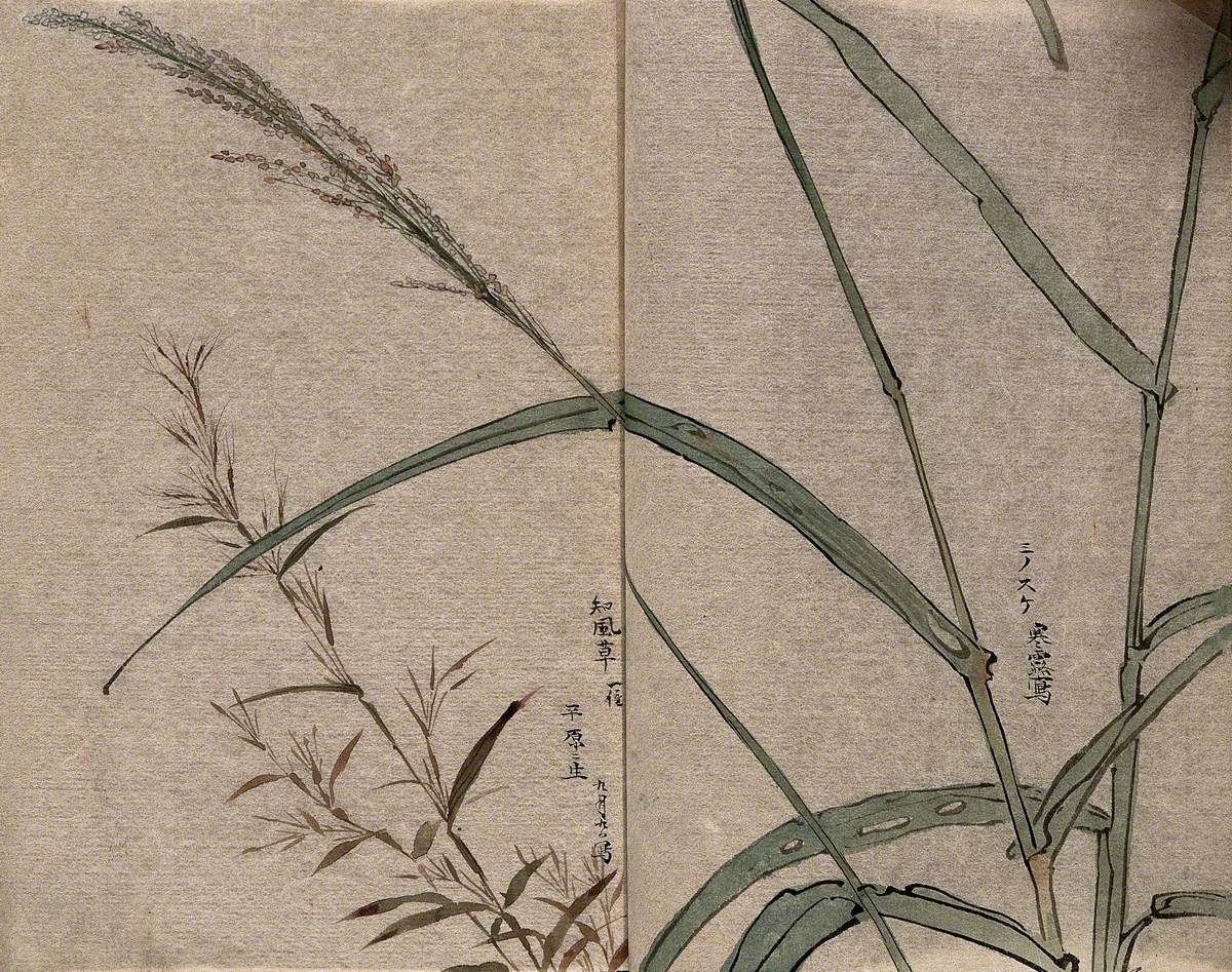 Two Grass Plants, One Possibly a Bamboo