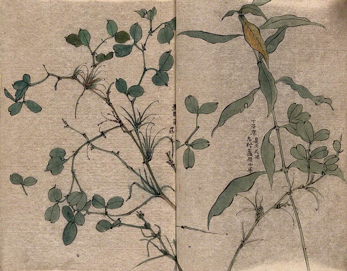 Two Plants, One Possibly in the Leguminosae Family