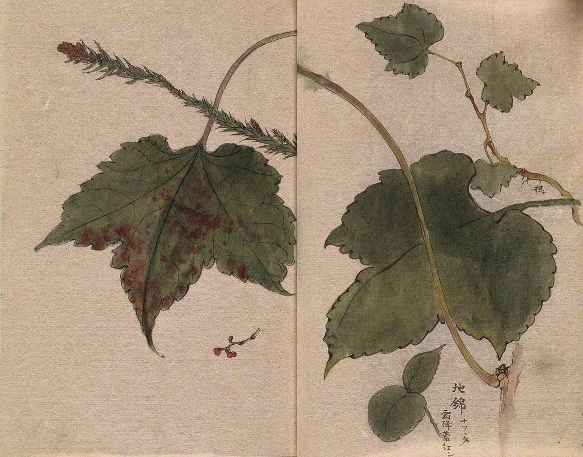 Two Leafy Stems with Fruit, One Is Possibly Boston Ivy (Parthenocissus Tricuspidata)
