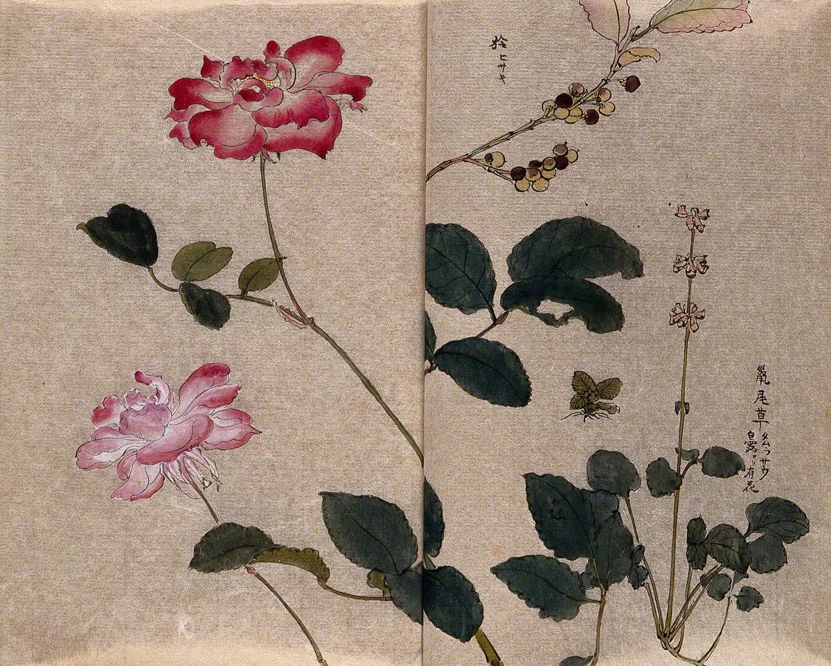 Two Flowering Roses (Rosa Species) and Two Other Unidentified Plants