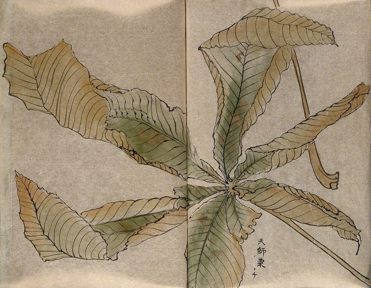 Leaf of Japanese Horse Chestnut (Aesculus Turbinata)