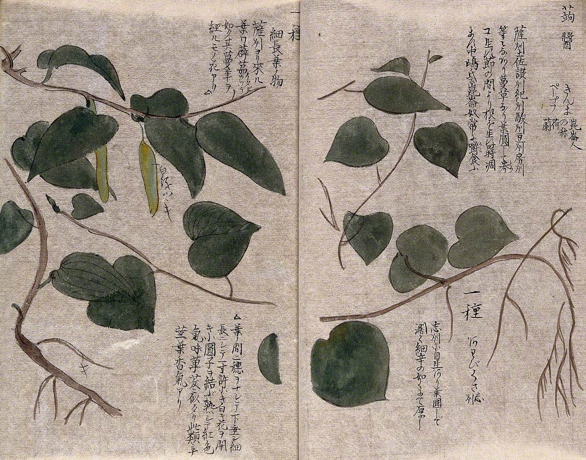 A Woody Liane of the Asclepiadaceae Family, with Two Pods