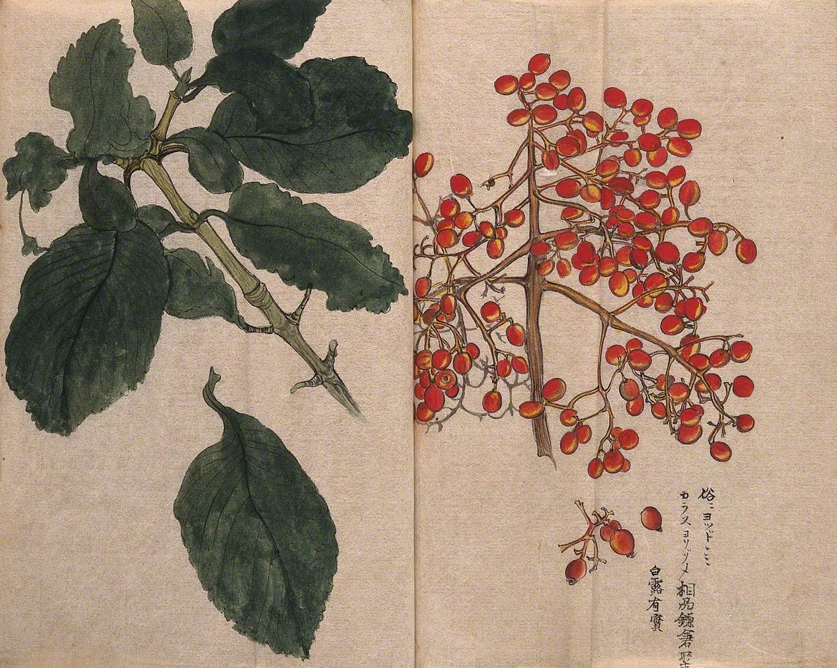 A Fruiting Plant with Red Berries, Possibly of the Caprifoliaceae Family