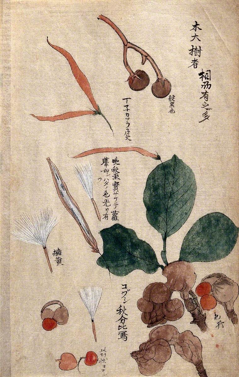 Fruits, Seeds and Leaves of a Plant, Possibly in the Apocynaceae Family