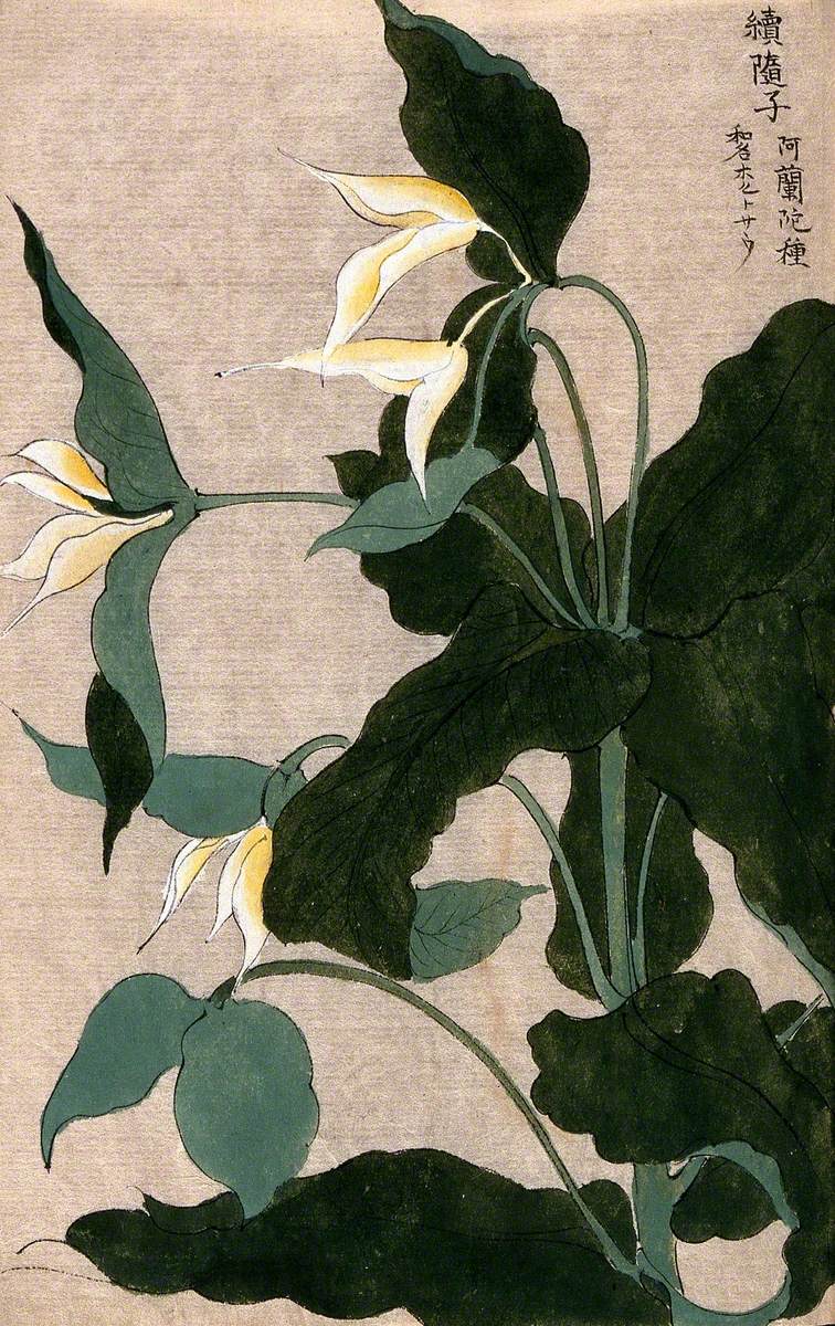 A Plant, Possibly a Trillium Species: Flowering Stem with Large White Flowers