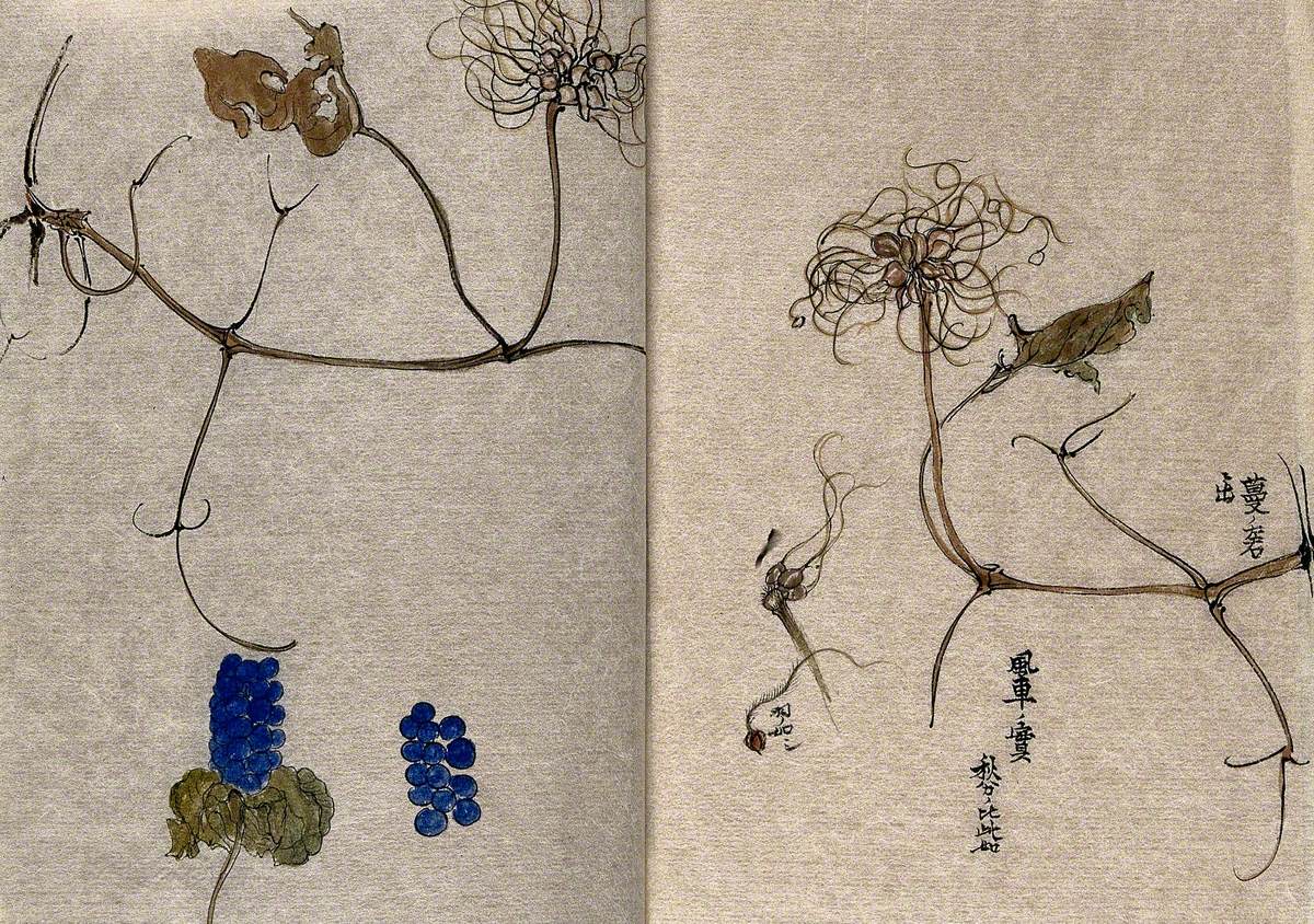 Two Plants, a Fruiting Clematis with Separate Seeds and a Plant with Blue Fruits