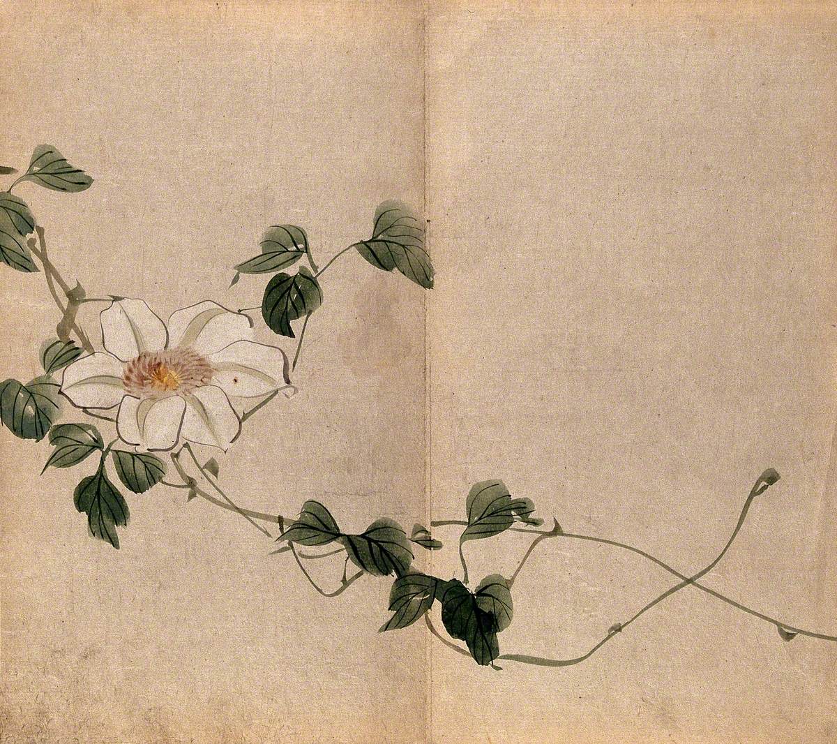 A Plant (Clematis Species): Trailing Stem with Large White Flower