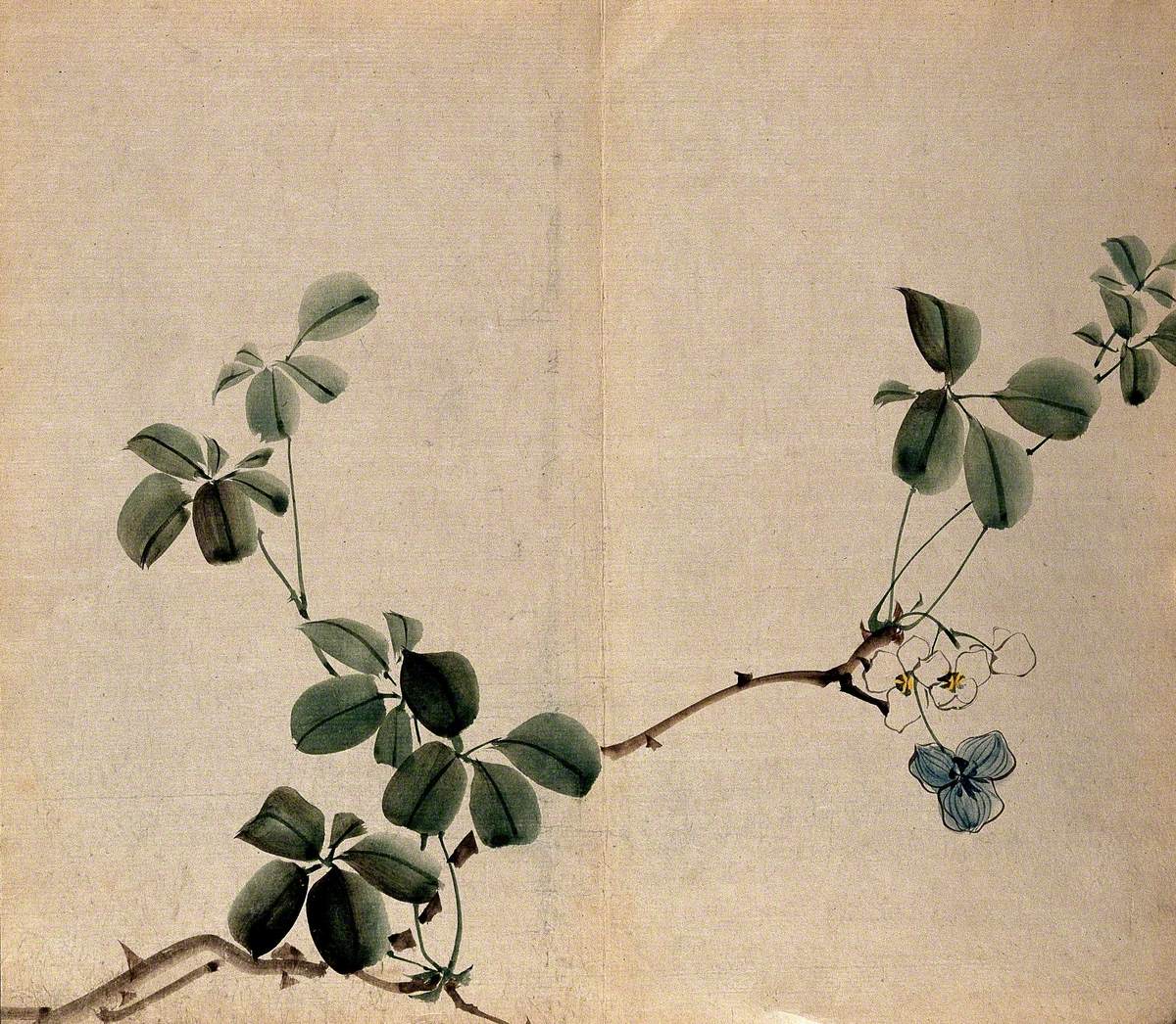 A Flowering Shrub, Woody Stem with White Flowers