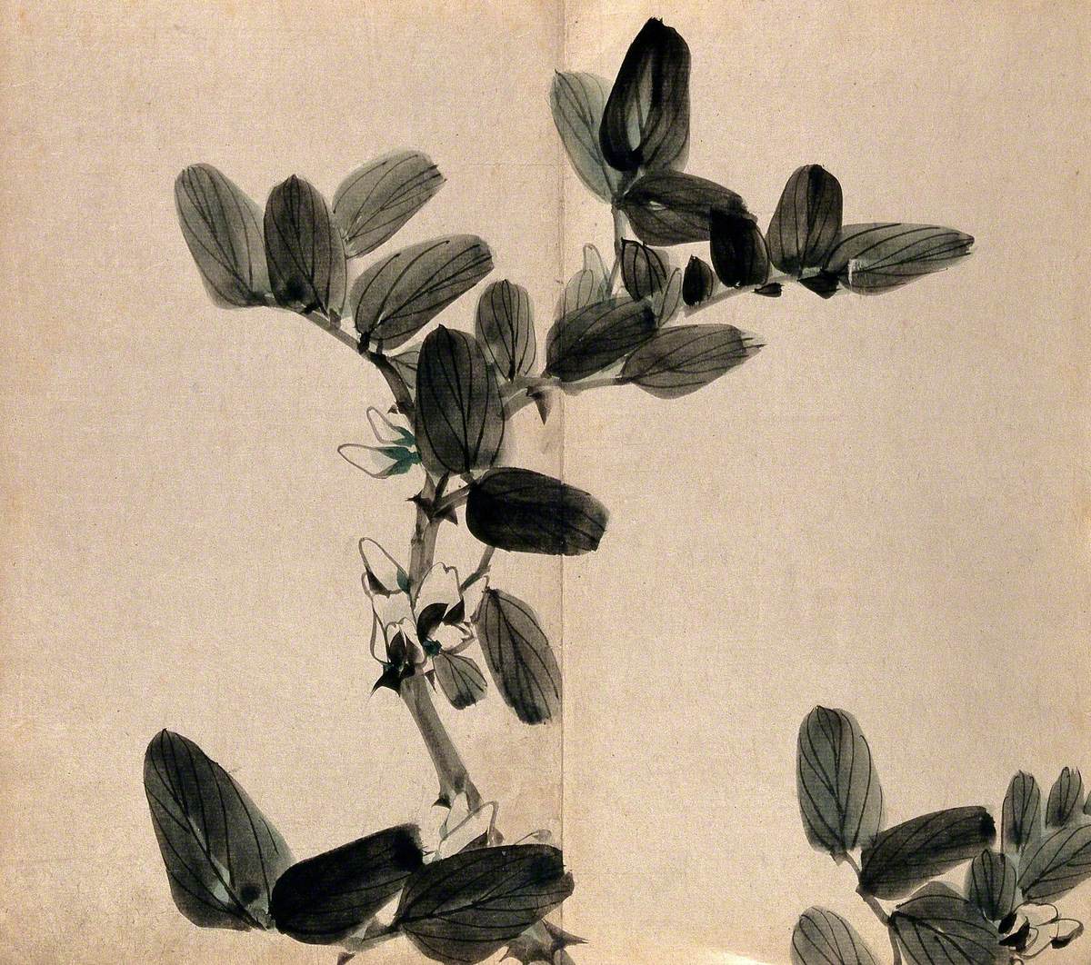 A Flowering Shrub, Woody Stem with White Flowers